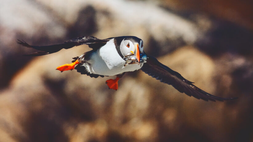 A puffin flies carrying fish in its mouth